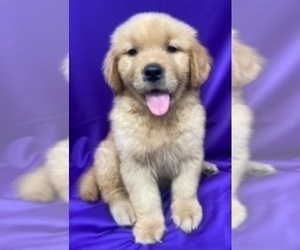 Golden Retriever Puppy for sale in SANTA ANA, CA, USA