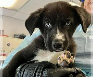 German Shepherd Dog Dogs for adoption in Stockton, CA, USA