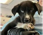 Small German Shepherd Dog