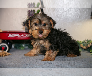 Yorkshire Terrier Litter for sale in SHILOH, OH, USA