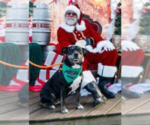 Yasmeen - Female Labrador Retriever-Unknown Mix Dog for Adoption - Photo #11