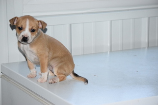 Australian Shepherd-Pug Mix Puppy for sale in FREDERICKSBURG, OH, USA