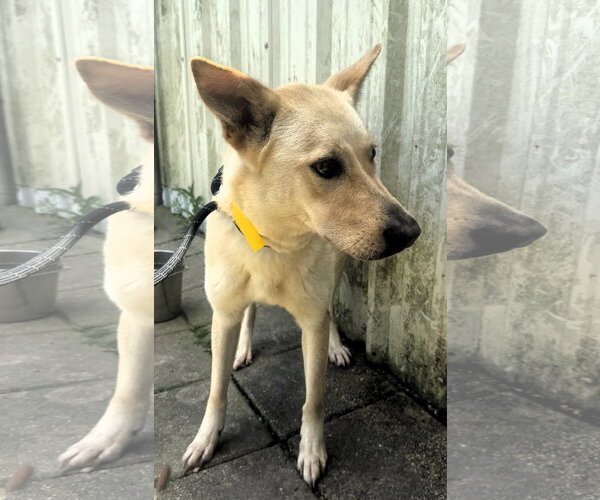 Medium Photo #3 Carolina Dog-Unknown Mix Puppy For Sale in Houston, TX, USA