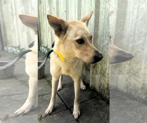 Bella - Female Carolina Dog-Unknown Mix Dog for Adoption - Photo #3