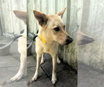 Small #2 Carolina Dog Mix