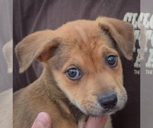 American Staffordshire Terrier-German Shepherd Dog Mix Dogs for adoption in Huntley, IL, USA
