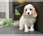 Small Photo #3 Cavachon Puppy For Sale in HOUSTON, TX, USA