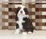 Small #2 Bernedoodle (Miniature)