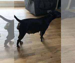 Father of the Bull Terrier puppies born on 10/10/2019