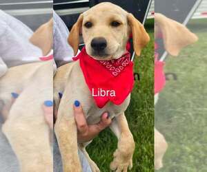 Labrador Retriever Dogs for adoption in Palatine/Kildeer/Buffalo grove, IL, USA