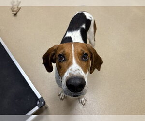 Mutt Dogs for adoption in Raleigh, NC, USA