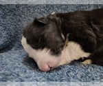 Small #49 Border Collie