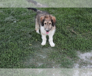 Cadoodle Puppy for sale in EVART, MI, USA