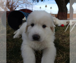 Small Photo #2 Great Pyrenees Puppy For Sale in LAS VEGAS, NV, USA