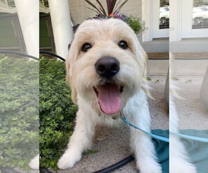Mutt Dogs for adoption in Sandy, UT, USA