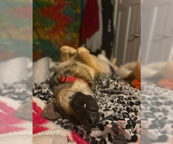 Medium Photo #4 German Shepherd Dog Puppy For Sale in Winter Park, CO, USA