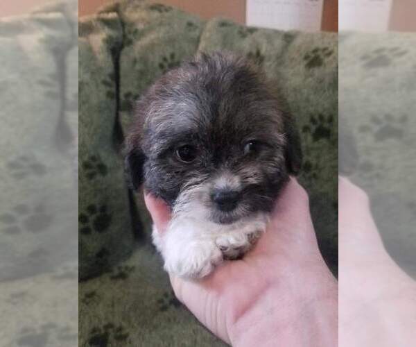 Medium Photo #1 Zuchon Puppy For Sale in KENDALL, WI, USA