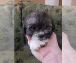 Small Photo #1 Zuchon Puppy For Sale in KENDALL, WI, USA