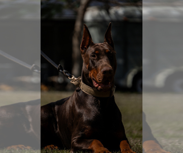 Medium Photo #69 Doberman Pinscher Puppy For Sale in FORT LAUDERDALE, FL, USA