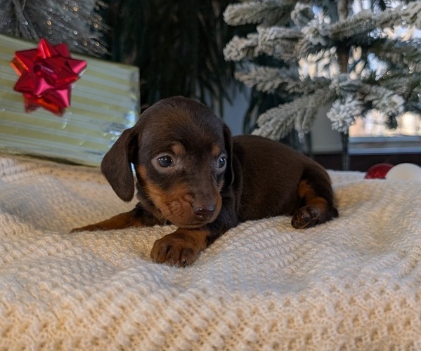 Medium Photo #2 Dachshund Puppy For Sale in GOSHEN, IN, USA