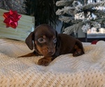 Small #1 Dachshund