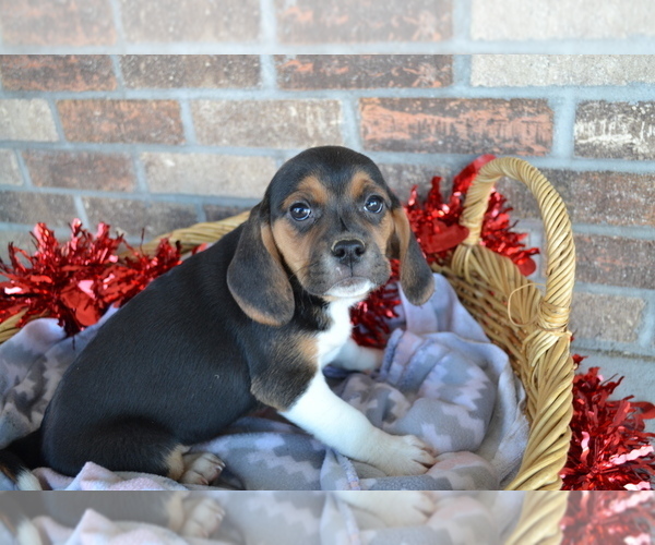 Medium Photo #4 Jug Puppy For Sale in GREENWOOD, WI, USA