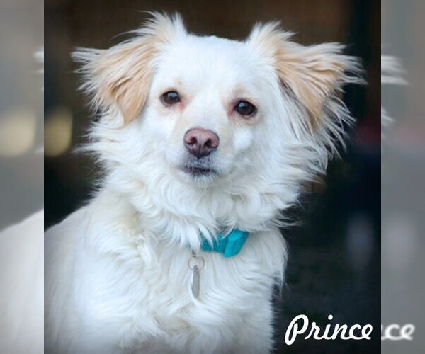 Medium Photo #4 Dameranian Puppy For Sale in Chino Hills, CA, USA