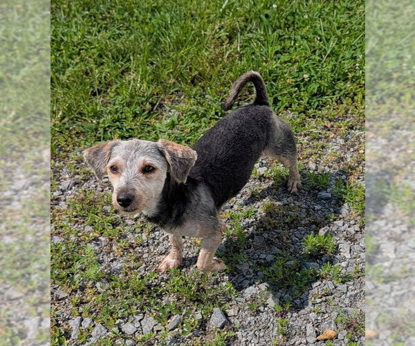 Medium Photo #2 Mutt Puppy For Sale in Shelbyville, TN, USA