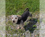 Small #1 Mutt