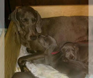 Mother of the Weimaraner puppies born on 04/09/2019