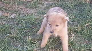 Australian Shepherd-Shiba Inu Mix Puppy for sale in HINDSBORO, IL, USA