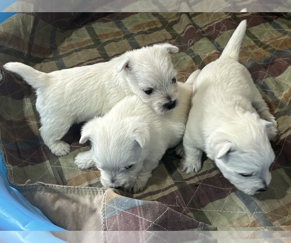 Medium Photo #3 West Highland White Terrier Puppy For Sale in VILLE PLATTE, LA, USA