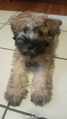 Soft Coated Wheaten Terrier Puppy for sale in DELTONA, FL, USA