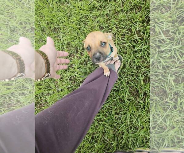Medium Photo #3 Mutt Puppy For Sale in Holly Springs, NC, USA