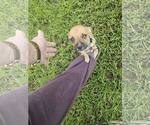 Small #2 Mutt
