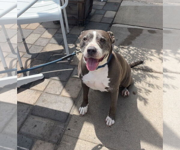 Medium Photo #2 Mutt Puppy For Sale in San Diego, CA, USA