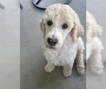 Puppy Fred Poodle (Standard)