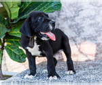 Small #15 Great Dane