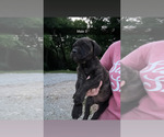 Small #8 Cane Corso