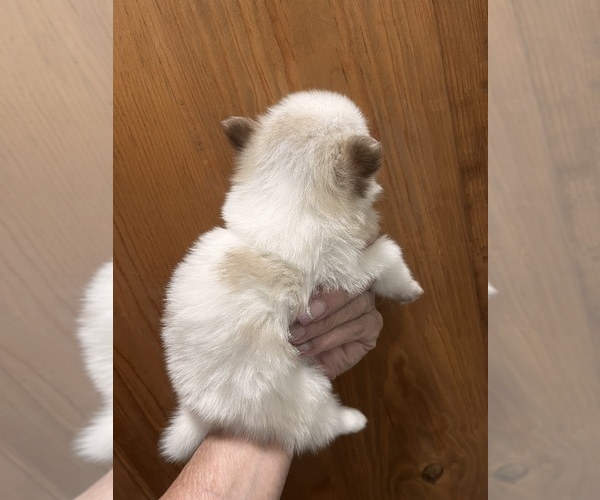 Medium Photo #16 Pomsky Puppy For Sale in GOLDEN VALLEY, AZ, USA