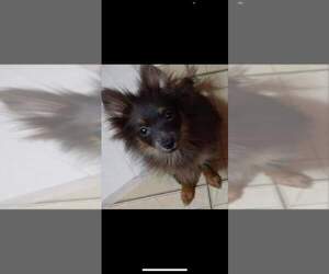 Pomeranian Puppy for sale in PALM DESERT, CA, USA