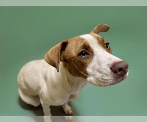 German Shorthaired Pointer-Unknown Mix Dogs for adoption in Tulsa, OK, USA