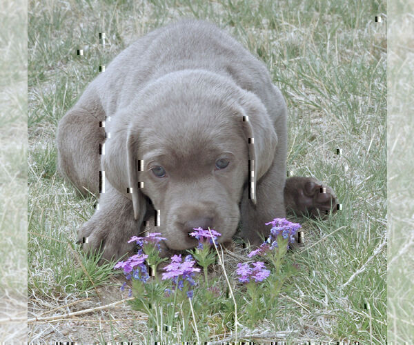 Medium Photo #11 Labrador Retriever Puppy For Sale in DENVER, CO, USA