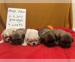 Small Photo #10 Pekingese Puppy For Sale in PLANO, TX, USA