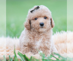 Small Photo #57 Maltipoo (Miniature) Puppy For Sale in WARSAW, IN, USA