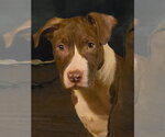 Small #1 Mutt