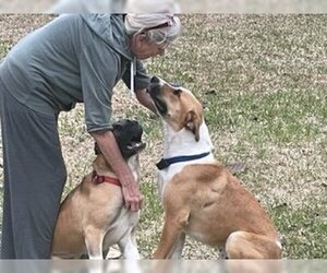 Mastiff-Unknown Mix Dogs for adoption in Rowlett, TX, USA