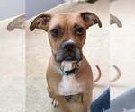 Small #12 Boxer
