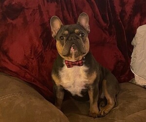 Father of the French Bulldog puppies born on 08/22/2025