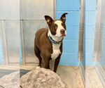 Small #30 American Pit Bull Terrier-Labrador Retriever Mix